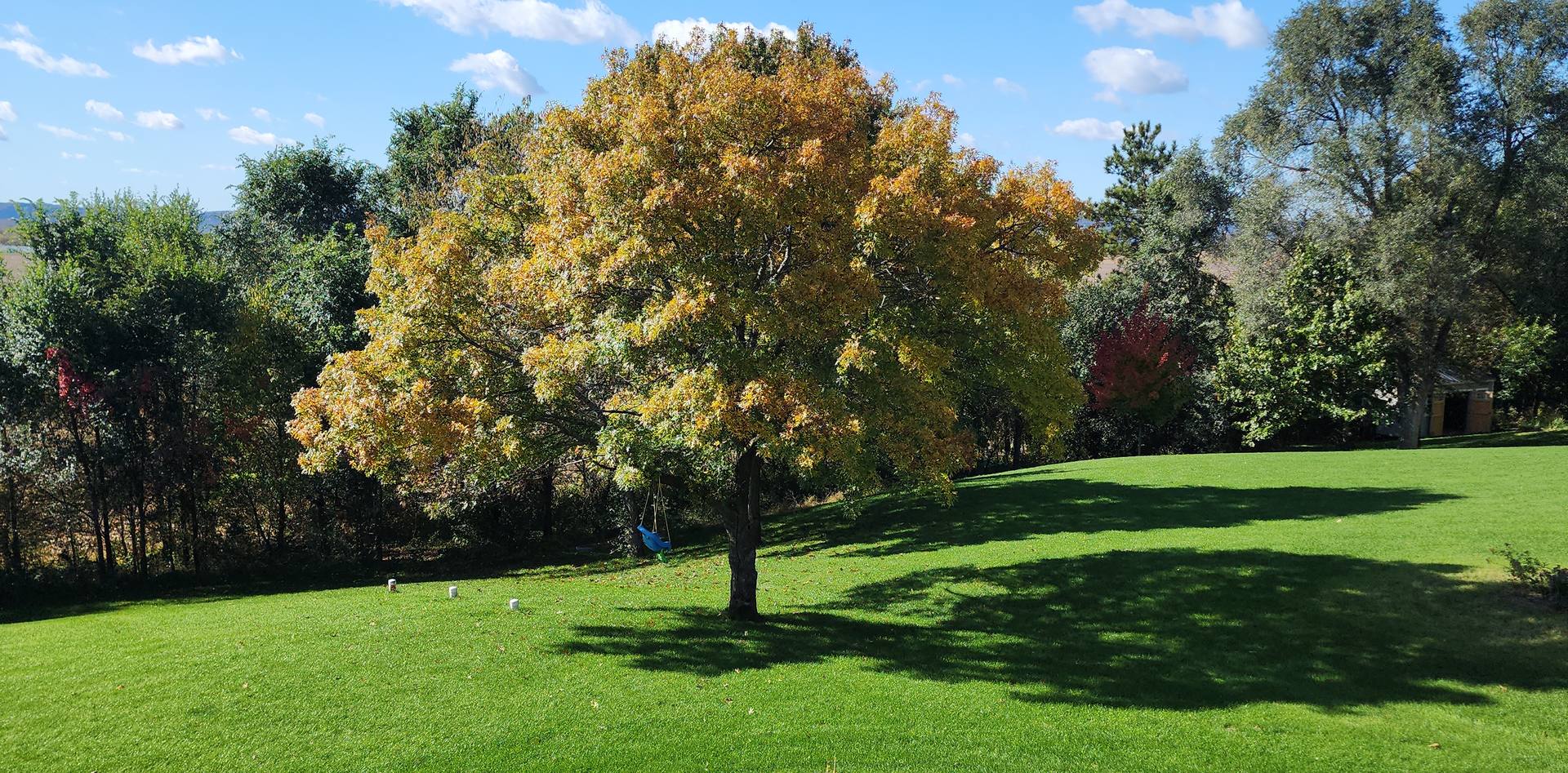 A thick green lawn with a big fall-color tree under a blue sky